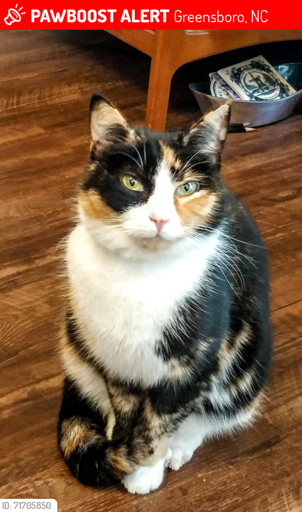 Lost Female Cat last seen River Hills Drive and Cardinal Ridge Drive, Greensboro, NC 27410