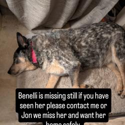 Lost Female Dog last seen FM 2693 and Ellisor Rd , New Waverly, TX 77358