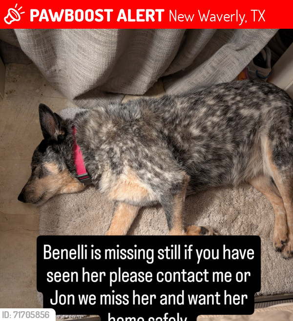 Lost Female Dog last seen FM 2693 and Ellisor Rd , New Waverly, TX 77358