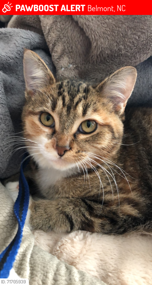 Lost Female Cat last seen Secrest Ave, Belmont, NC 28012