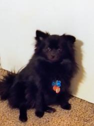 Lost Male Dog last seen I-10 and memorial area, Houston, TX 77077