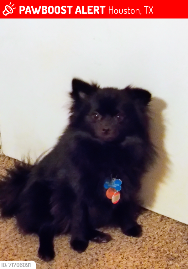 Lost Male Dog last seen I-10 and memorial area, Houston, TX 77077
