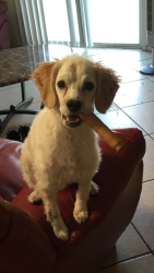 Lost Male Dog last seen Peace Way & El Capitan, Spring Valley, NV 89147