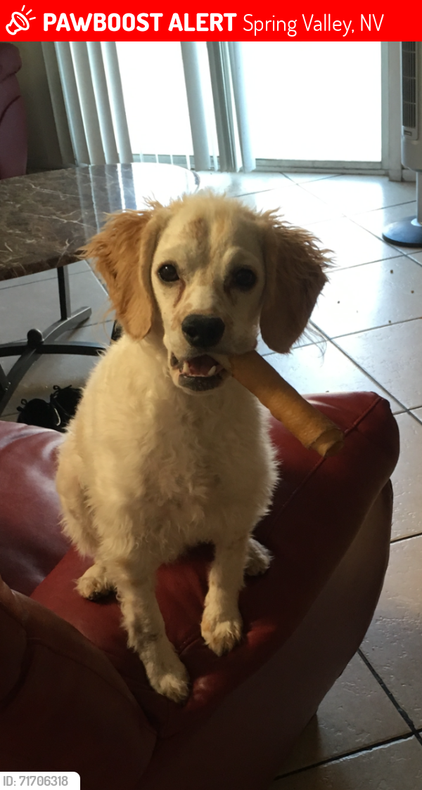 Lost Male Dog last seen Peace Way & El Capitan, Spring Valley, NV 89147