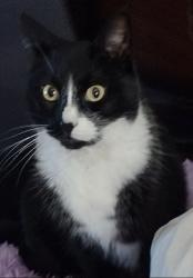 Lost Male Cat last seen Near Hillside Ave Hartford ct, Hartford, CT 06106