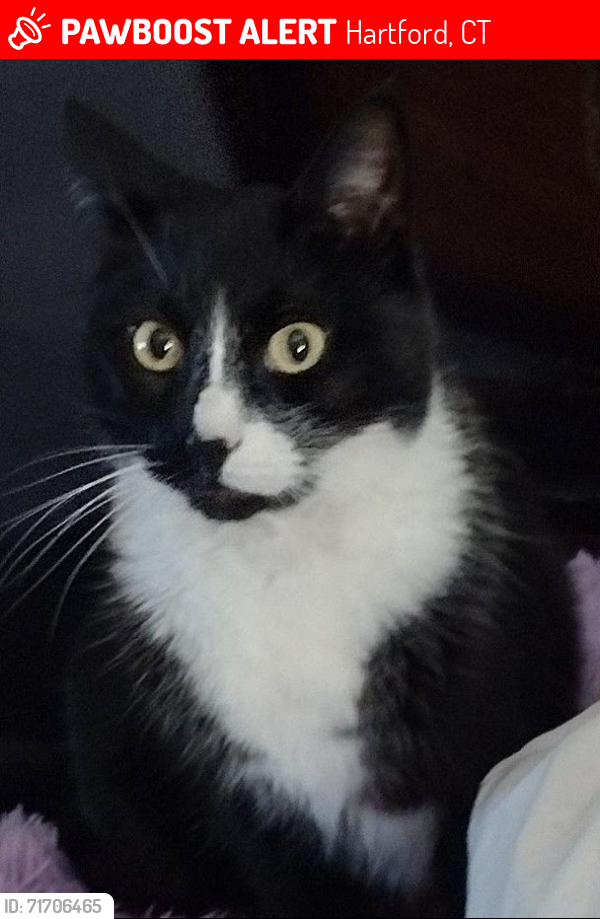 Lost Male Cat last seen Near Hillside Ave Hartford ct, Hartford, CT 06106