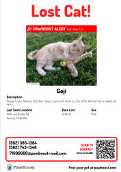 Lost Male Cat last seen 166th and Gridley Rd., Artesia, CA 90703