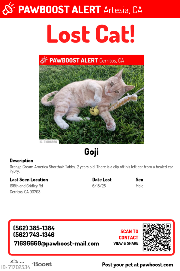 Lost Male Cat last seen 166th and Gridley Rd., Artesia, CA 90703