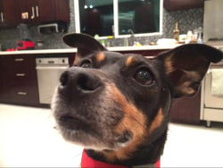 Lost Male Dog last seen Near Firmament and Ventura in Encino, Los Angeles, CA 91436