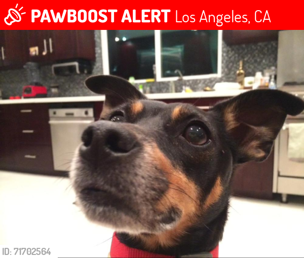 Lost Male Dog last seen Near Firmament and Ventura in Encino, Los Angeles, CA 91436