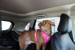 Lost Female Dog last seen Frisco and helmers st., Houston, TX 77022