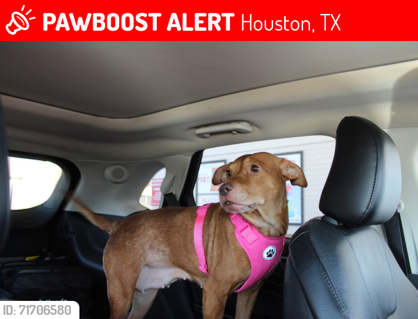 Lost Female Dog last seen Frisco and helmers st., Houston, TX 77022