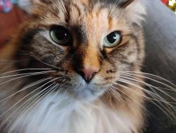 Lost Female Cat last seen Across from Eline Library - between Hycliff and Grandview on Fairfax , Saint Matthews, KY 40207