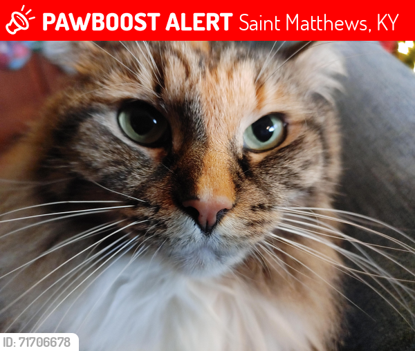Lost Female Cat last seen Across from Eline Library - between Hycliff and Grandview on Fairfax , Saint Matthews, KY 40207