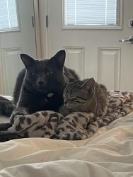 Lost Male Cat last seen Paisley dog park, Edmonton, AB T6W