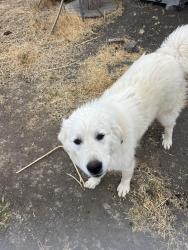 Lost Female Dog last seen Near / Shulte, Tracy, CA 95377