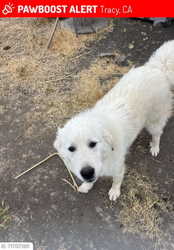 Lost Female Dog last seen Near / Shulte, Tracy, CA 95377