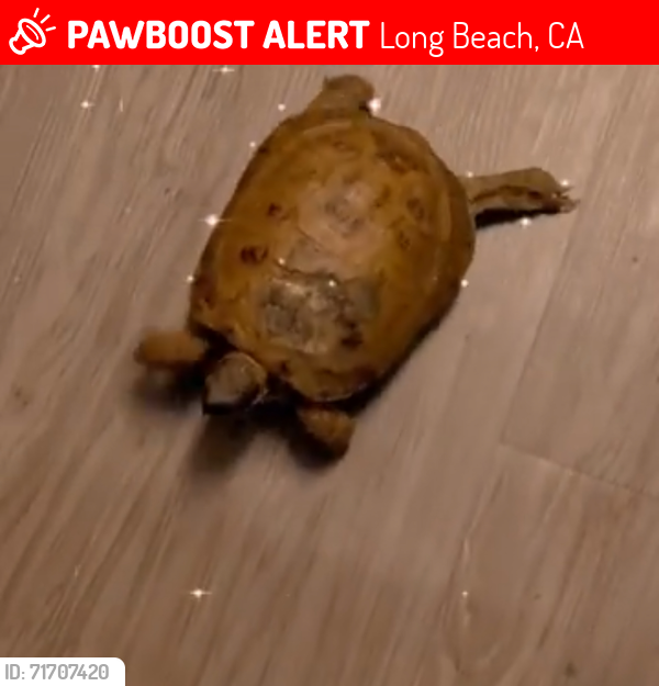 Lost Female Reptile last seen 10th and Alamitos , Long Beach, CA 90813