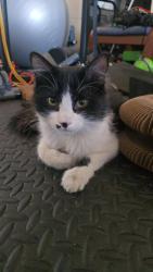 Lost Male Cat last seen Eastern + Pebble by Star Nursery, Las Vegas, NV 89123