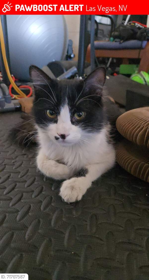 Lost Male Cat last seen Eastern + Pebble by Star Nursery, Las Vegas, NV 89123