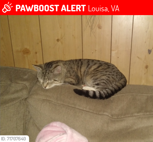 Lost Male Cat last seen B&R Market, Louisa, VA 23093