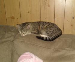 Lost Male Cat last seen B&R Market, Louisa, VA 23093
