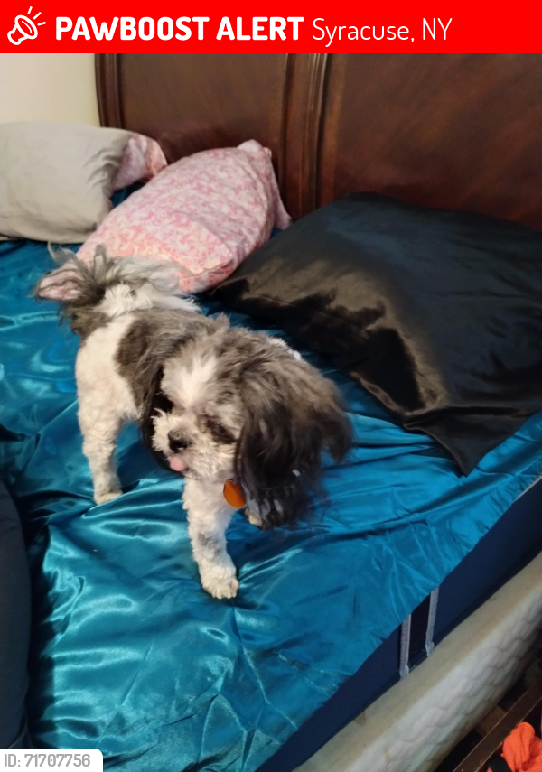 Lost Male Dog last seen Oak or elm Street , James or Harley street, Syracuse, NY 13203