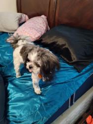 Lost Male Dog last seen Oak or elm Street , James or Harley street, Syracuse, NY 13203