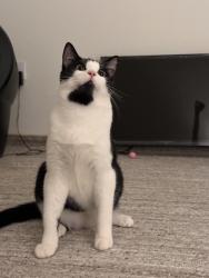 Lost Male Cat last seen Bellevue avenue , Daly City, CA 94014