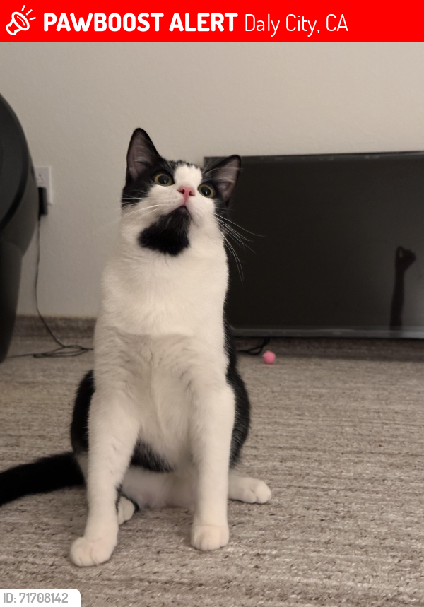 Lost Male Cat last seen Bellevue avenue , Daly City, CA 94014