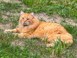 Lost Male Cat last seen Near Gumstand Baptist Church on Veterans Blvd., Pigeon Forge, TN 37863