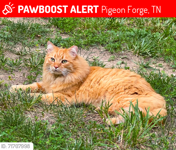 Lost Male Cat last seen Near Gumstand Baptist Church on Veterans Blvd., Pigeon Forge, TN 37863