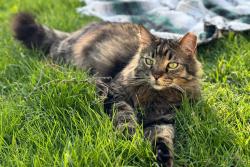 Lost Male Cat last seen Old Hickory Blvd and HWY 70, Nashville, TN 37221