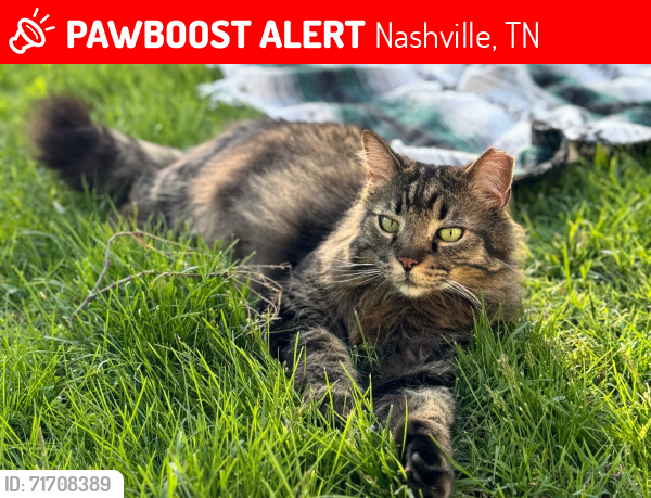Lost Male Cat last seen Old Hickory Blvd and HWY 70, Nashville, TN 37221