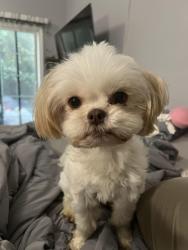 Lost Female Dog last seen Near Chapman avenue , Garden Grove, CA 92840