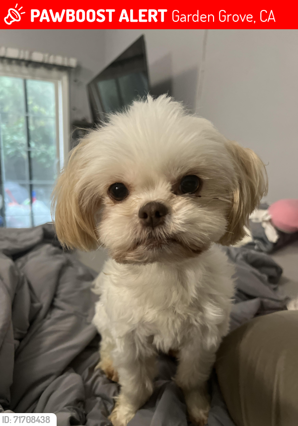 Lost Female Dog last seen Near Chapman avenue , Garden Grove, CA 92840