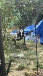 Lost Male Cat last seen Hayden Bridge & 10th Street, Springfield, OR, Springfield, OR 97477