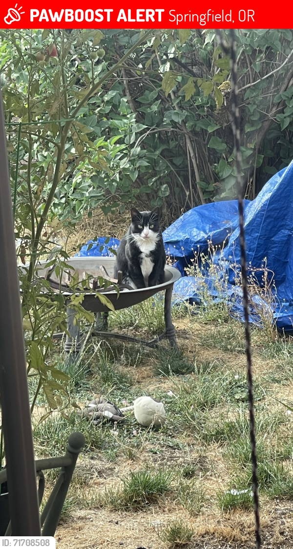 Lost Male Cat last seen Hayden Bridge & 10th Street, Springfield, OR, Springfield, OR 97477