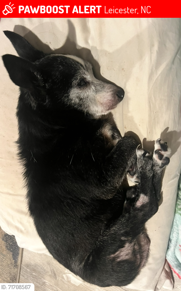 Lost Male Dog last seen Parham rd Leicester nc, Leicester, NC 28748