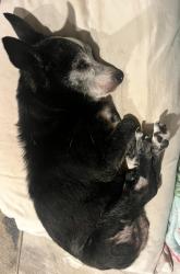 Lost Male Dog last seen Parham rd Leicester nc, Leicester, NC 28748