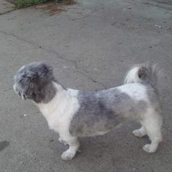 Lost Male Dog last seen Rockwell Avenue near 30th, Bethany, OK 73008