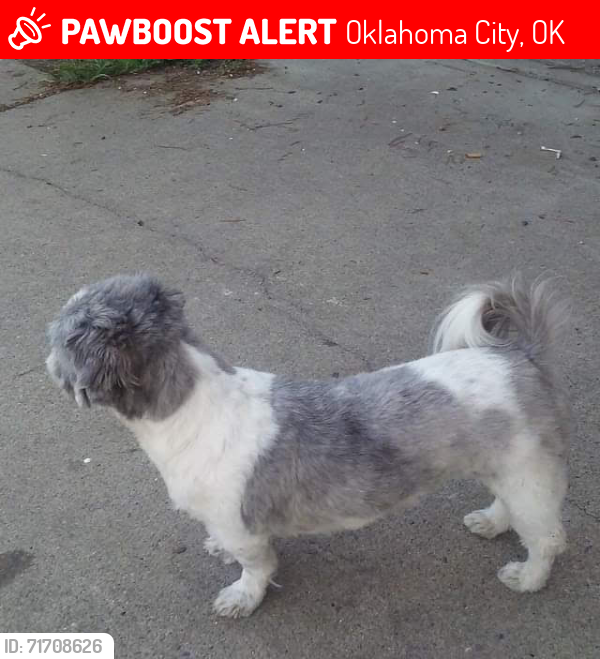 Lost Male Dog last seen Rockwell Avenue near 30th, Bethany, OK 73008