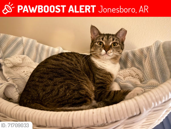 Lost Female Cat last seen Lacoste Dr. in Ridgepointe, Jonesboro, AR 72404