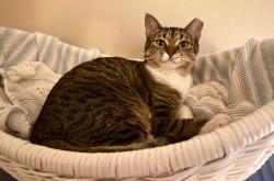 Lost Female Cat last seen Lacoste Dr. in Ridgepointe, Jonesboro, AR 72404
