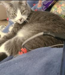 Lost Male Cat last seen Birds of Prey neighborhood off of Linder RD, Kuna, ID 83634