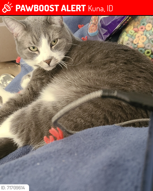 Lost Male Cat last seen Birds of Prey neighborhood off of Linder RD, Kuna, ID 83634