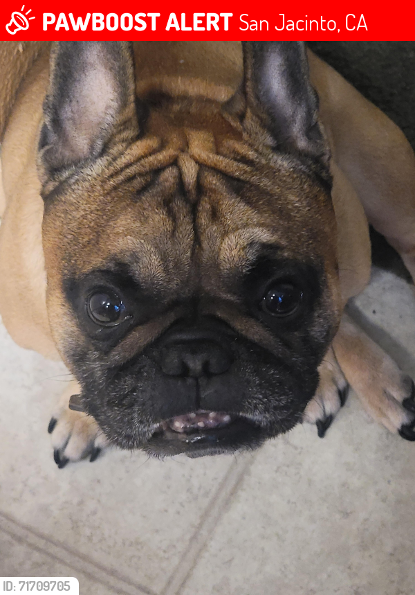 Lost Male Dog last seen Warwick st. And Kirby, San Jacinto, CA 92582