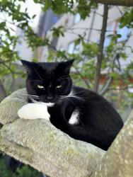 Lost Female Cat last seen Clifton way , Greater London, England HA0