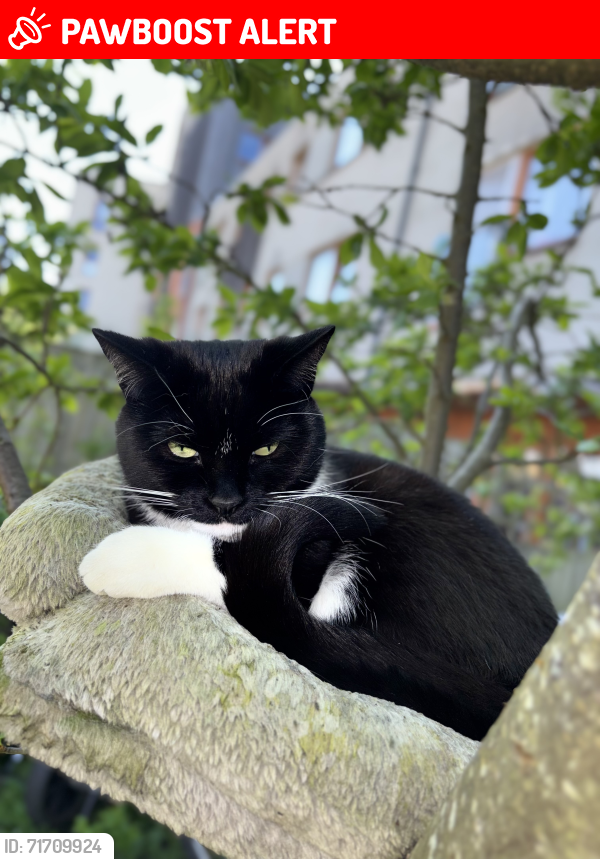 Lost Female Cat last seen Clifton way, Greater London, England HA0