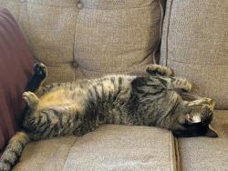 Lost Male Cat last seen Near N Bear Canyon Rd, Tucson, AZ 85749